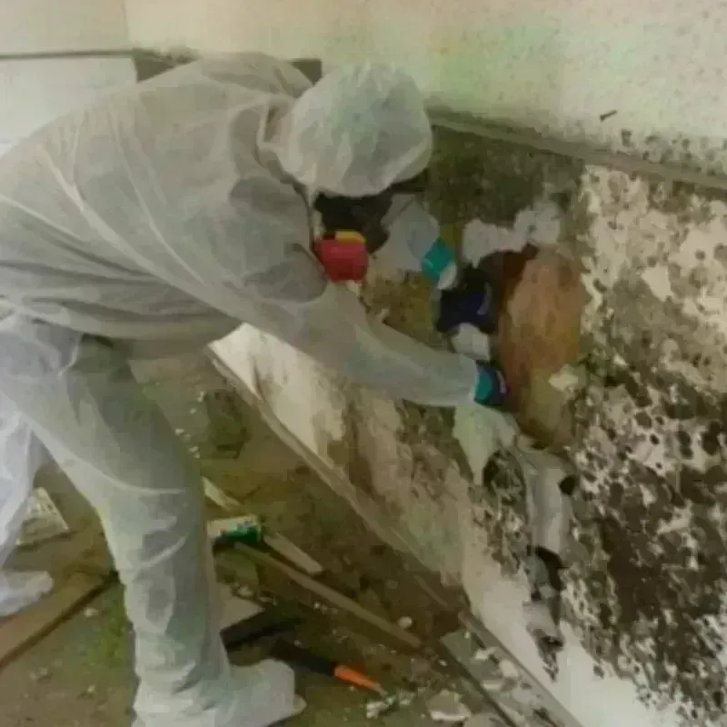 Mold Remediation and Removal in Grant City, MO